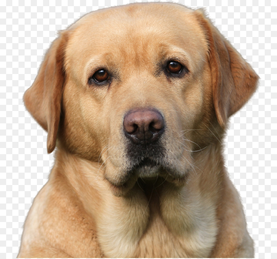 Labrador Retriever-Golden Retriever-Welpe Broholmer Hund Rasse - Wurf