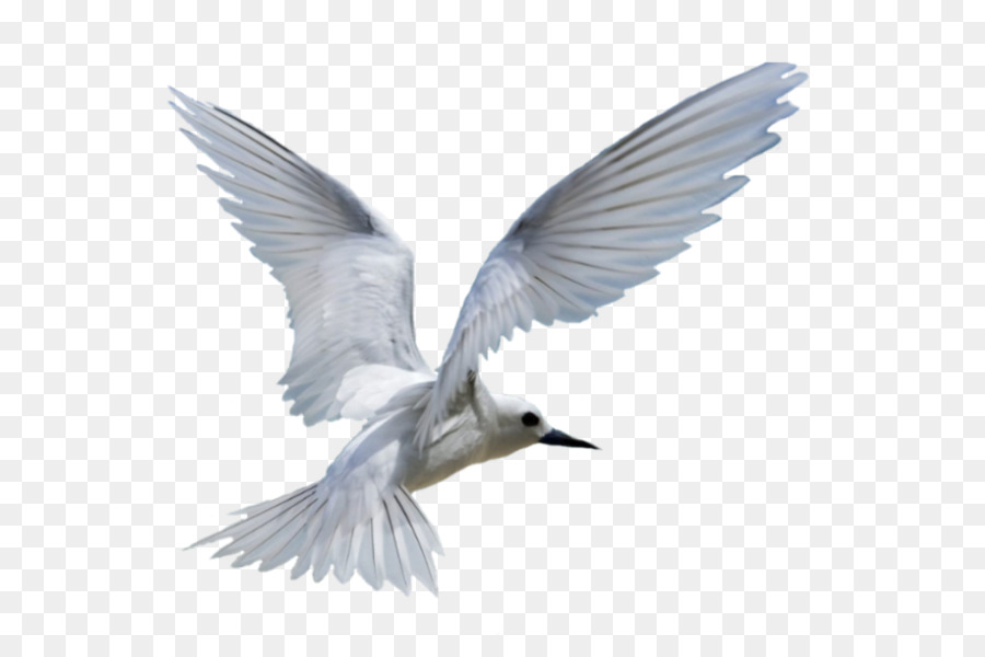 Chim Vẽ Clip nghệ thuật - bồ câu trắng