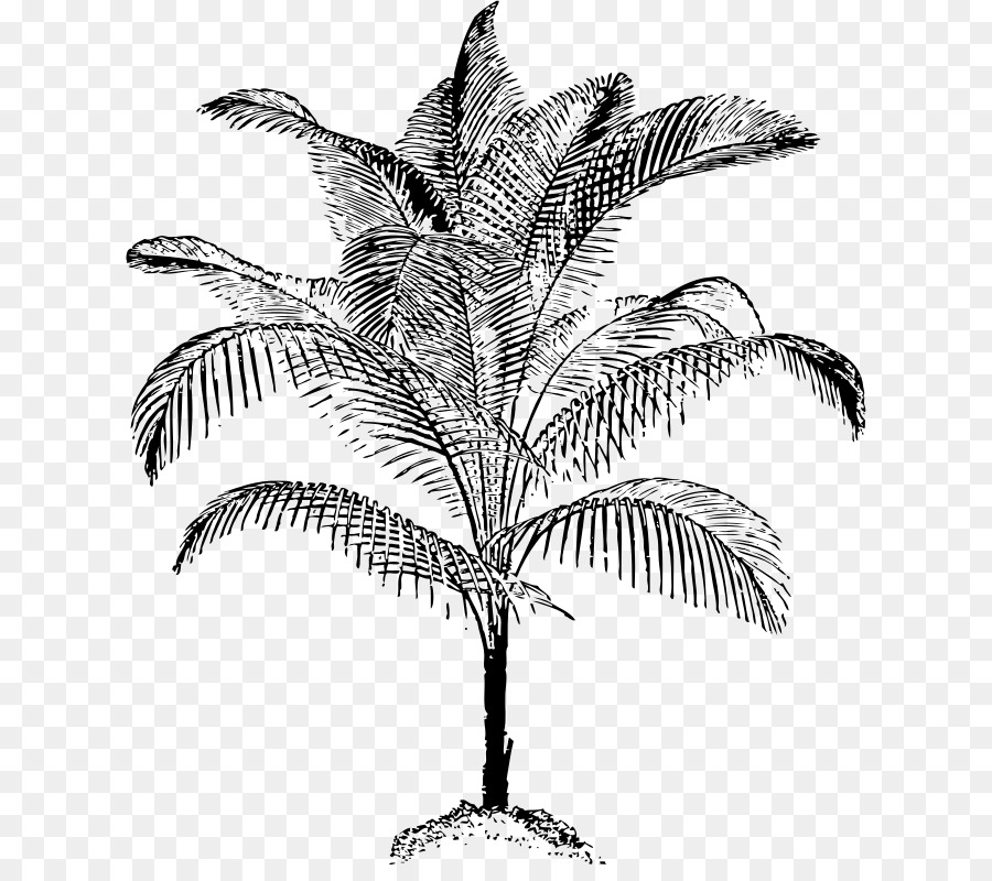 Arecaceae Zeichnung Coconut Clip art - praktische Vektor