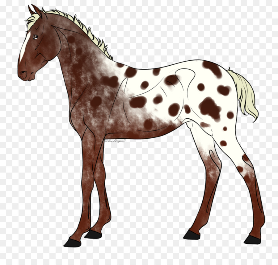 Chú Ngựa Ngựa Ngựa Mustang Colt - trước khi bán