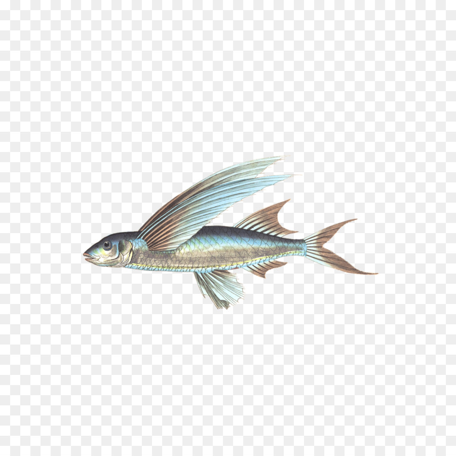 Fisch - Wassertiere