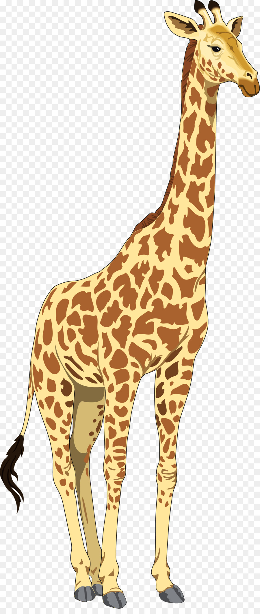 Giraffe Cartoon png download - 1681*3926 - Free Transparent Baby Giraffes  png Download. - CleanPNG / KissPNG