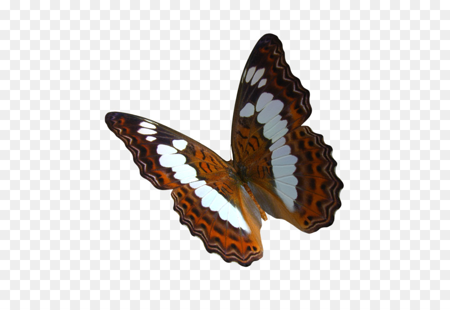 Vua bướm Greta oto Clip nghệ thuật - sáng tạo bướm