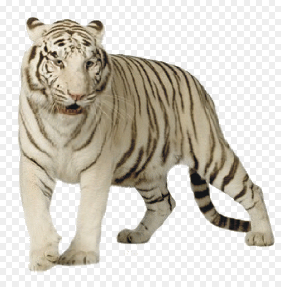 Họ mèo con hổ Trắng Bengal Mèo con hổ - 