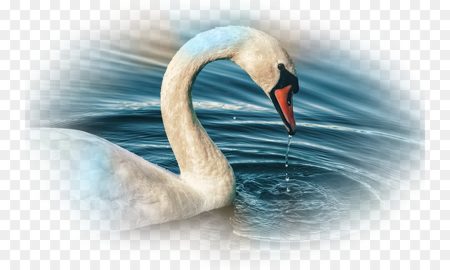 Wasser-Vogel Mute swan Desktop Wallpaper Anatidae - Schwäne