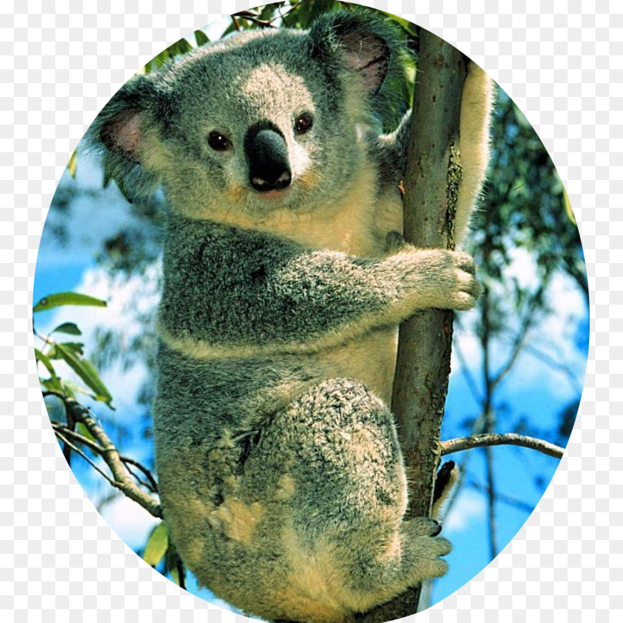 Koala orso Polare Carineria Sfondo del Desktop - Marsupiale