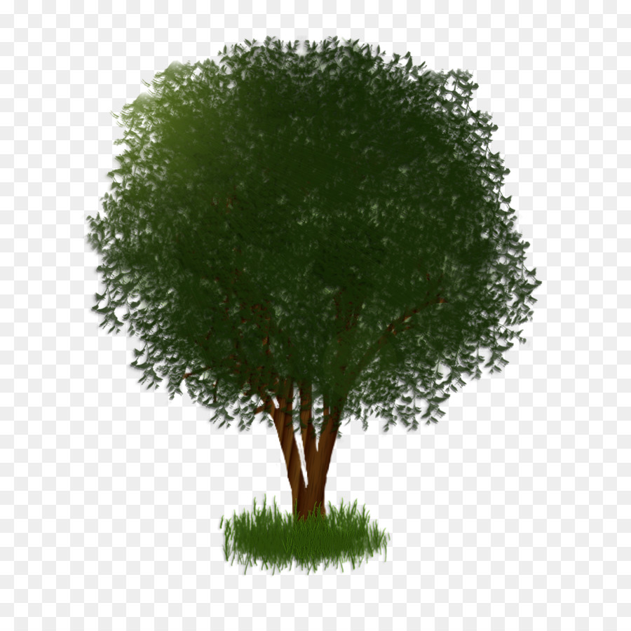 Baum Strauch Pflanzen Verzweigen - Baum Schatten
