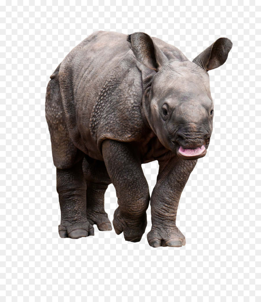 Tê Giác Động Vật Hoang Dã Pachydermata Động Vật Horn - Tê giác