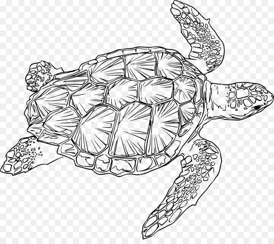 Unechte Karettschildkröte Zeichnung Green sea turtle - Meeresschildkröte