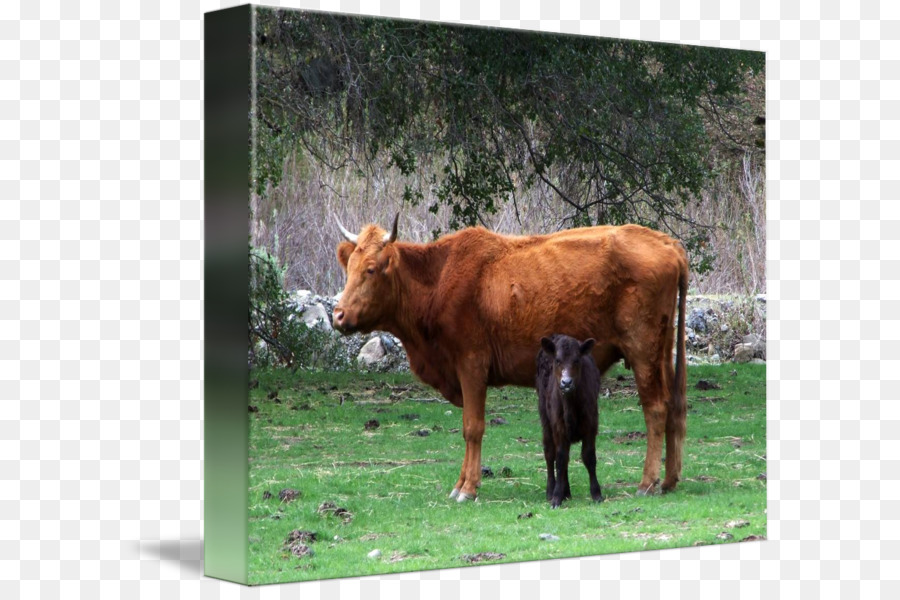 Bestiame Vitello, Bue, Capra Al Pascolo - vitello