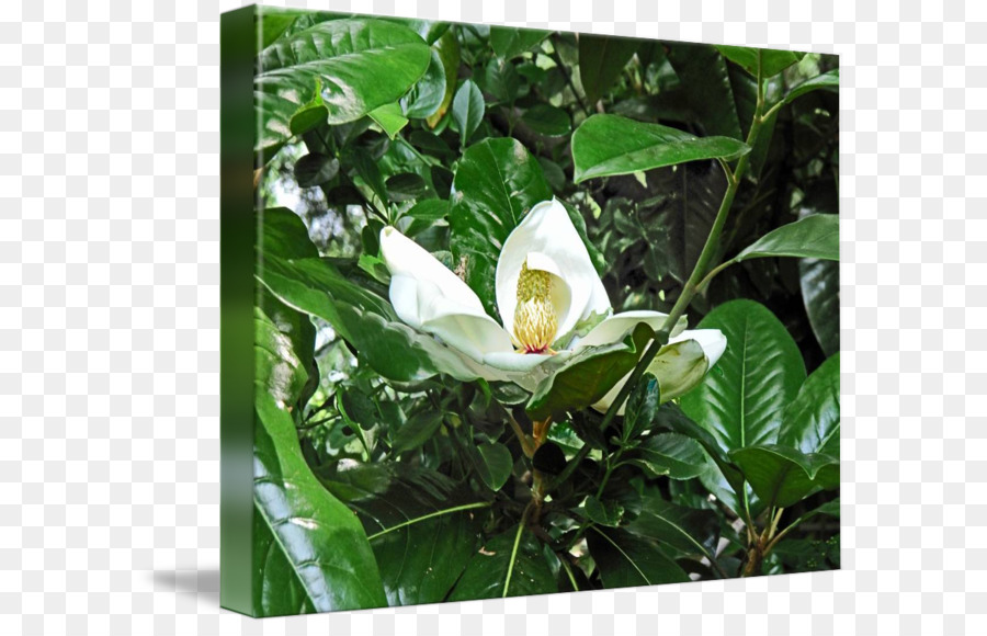 Pianta del tè Camellia sinensis Fiore - fiore di magnolia pittura