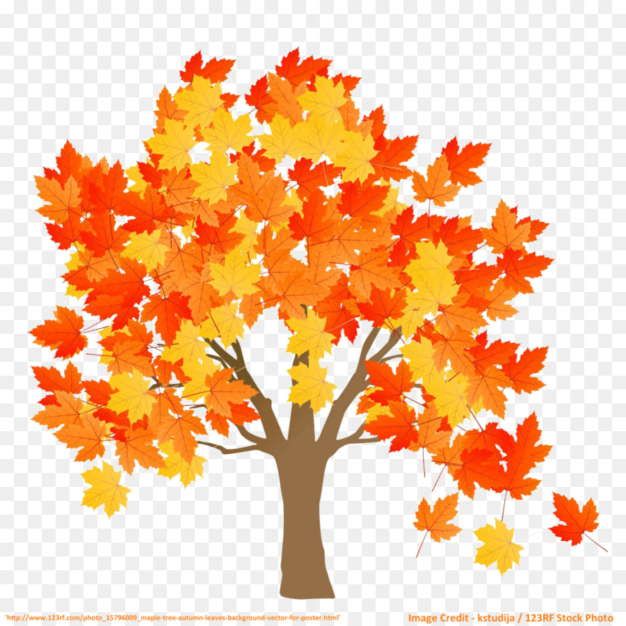 Maple leaf Tree Stock-Fotografie-Rot Ahorn - Ahorn Blätter