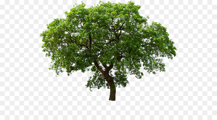 Tree Clip Art - Baum Ebene