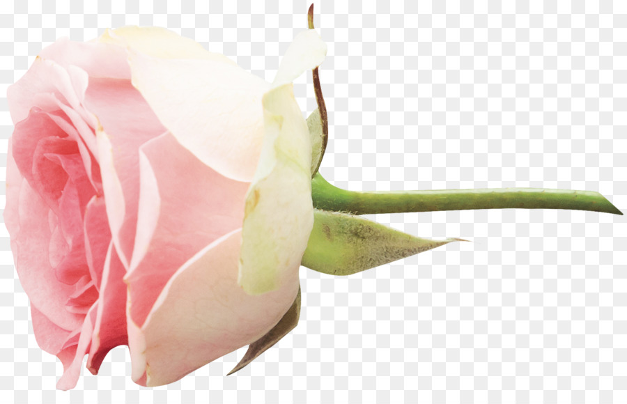 Le rose da giardino Fiore Clip art - fiore