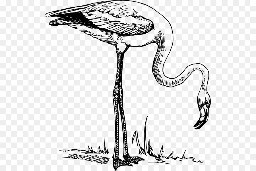 Flamingo Tải về Clip nghệ thuật - nghệ thuật rực