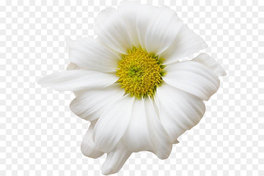 Deutsche Kamille Blume, die Gemeinsame daisy - Kamille