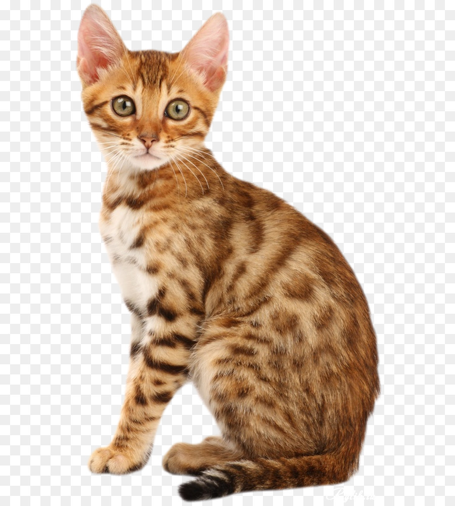 Bengal-Abessinier Katze California Spangled-Kätzchen, Perserkatze - Kätzchen