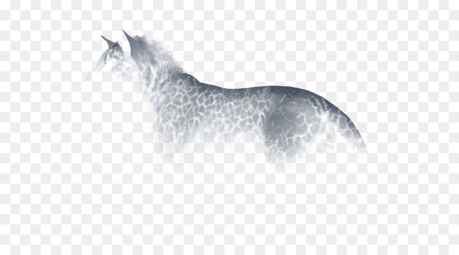 Ngựa Con Mèo Động Vật Có Vú Chó Râu - nổ