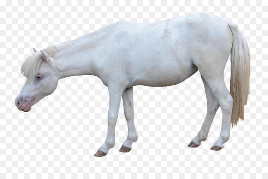 American Miniature Horse andalusischen Pferd Pony Mustang Fohlen - weißes Pferd