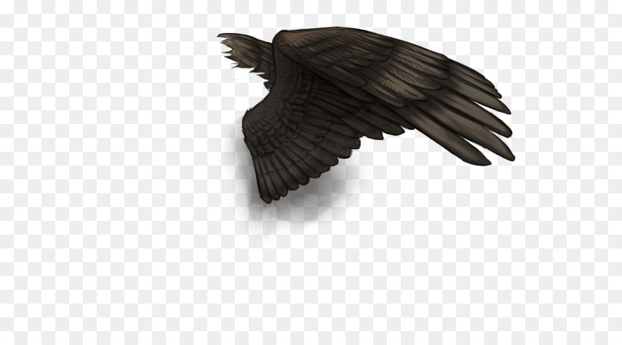 Uccello di Buffalo, ala, Piuma Vulture - le ali nere