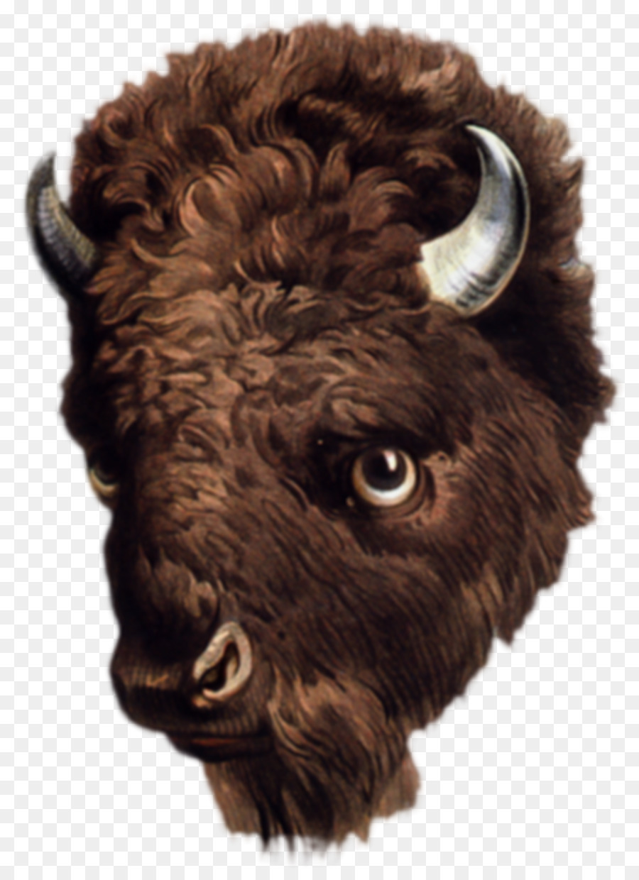 American bison Buffalo Zeichnung clipart - Buffalo Wings