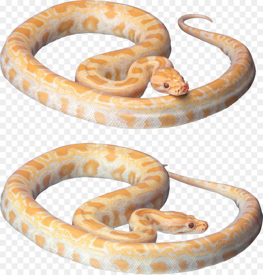 Serpente di Sfondo per il Desktop Clip art - serpente