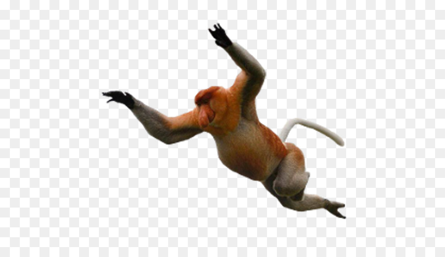 Sfondo del Desktop scimmia Proboscide Babbuini - scarpe bambino