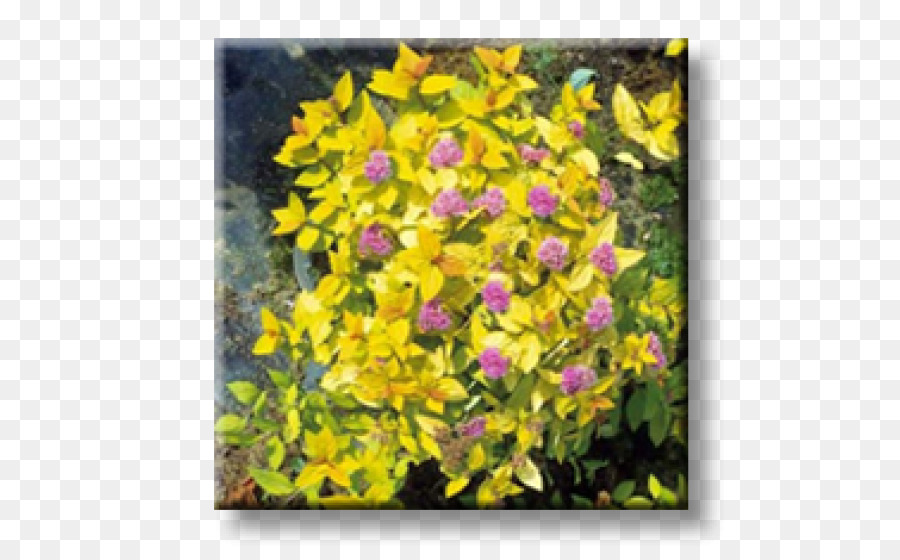 Spiraea japonica Arbusto di Colore Giallo del Suolo - Tumulo