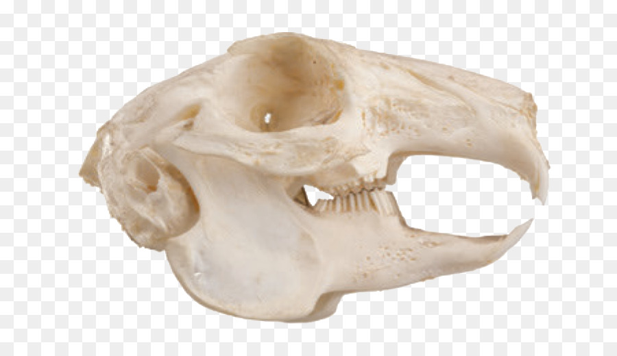 Eichhörnchen Felidae Nagetier-Schädel-Kiefer - scharfe Zähne