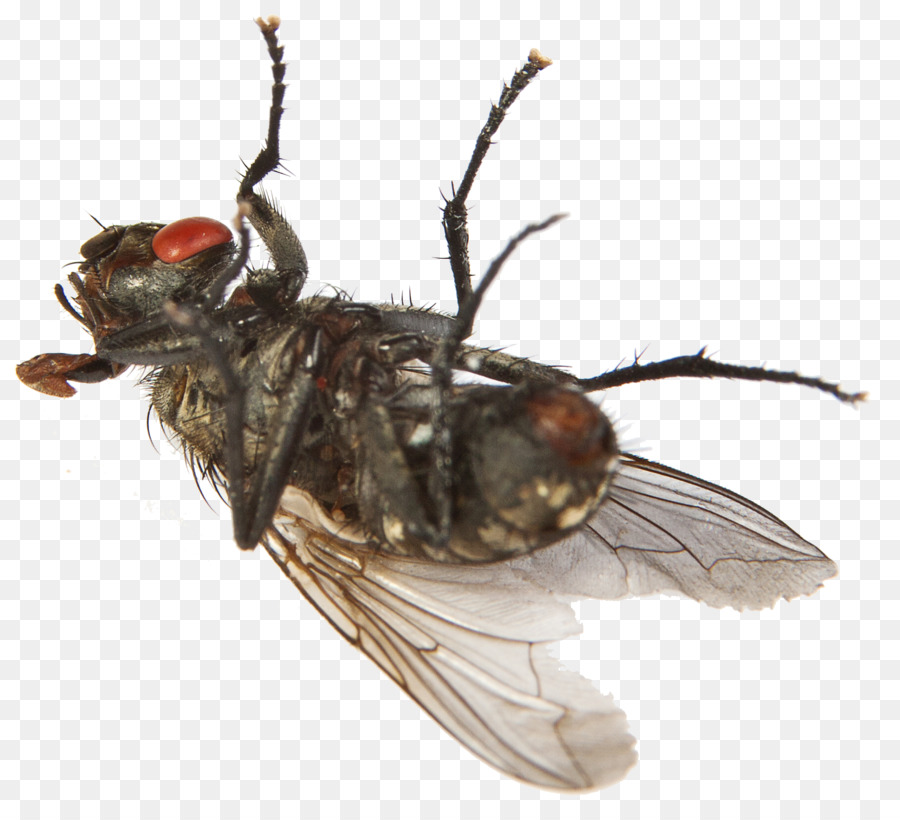 Gia đình Thuốc diệt Côn trùng Thuốc trừ sâu Tinh dầu Muỗi - côn trùng