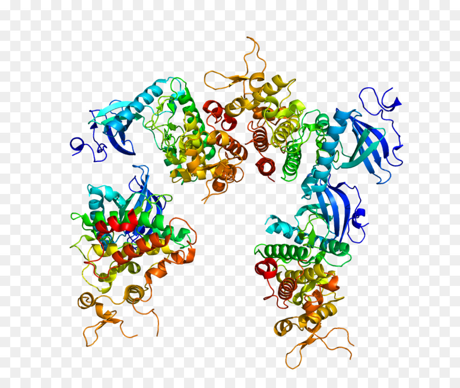 DYRK1A Dual-specificità della chinasi di Proteina del Gene - altri