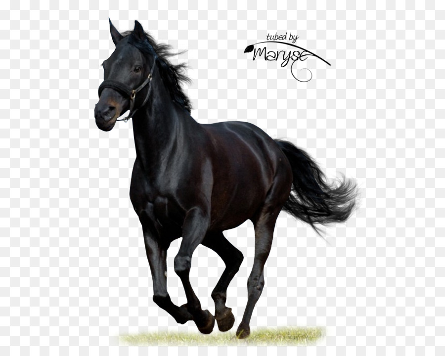 Black Beauty cavallo Arabo American Paint Horse Acustico - Cavallo nero