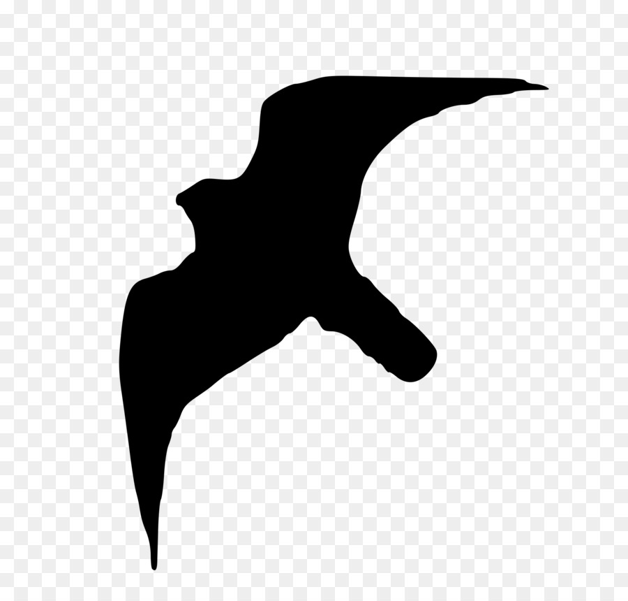 Peale falco di Ornitologia Australiano Hobby Tundra - falco