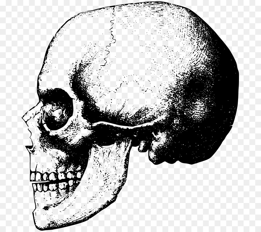 Schädel Knochen Skelett Clip art - Schädel Skelett