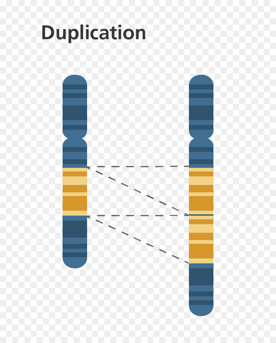 Chromosom-Anomalie Gen-Duplikation der Chromosomalen Translokation-Genetik - Kreis Diagramm