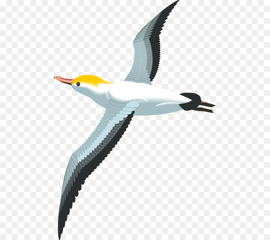 Gabbiani Uccello Clip art - gabbiani in volo