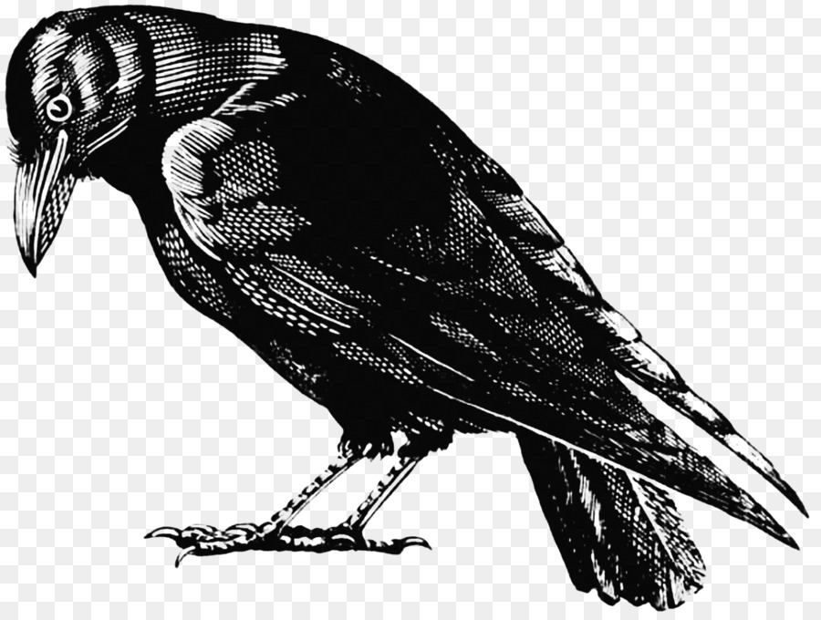 American crow Bird clipart - thront raven overlay