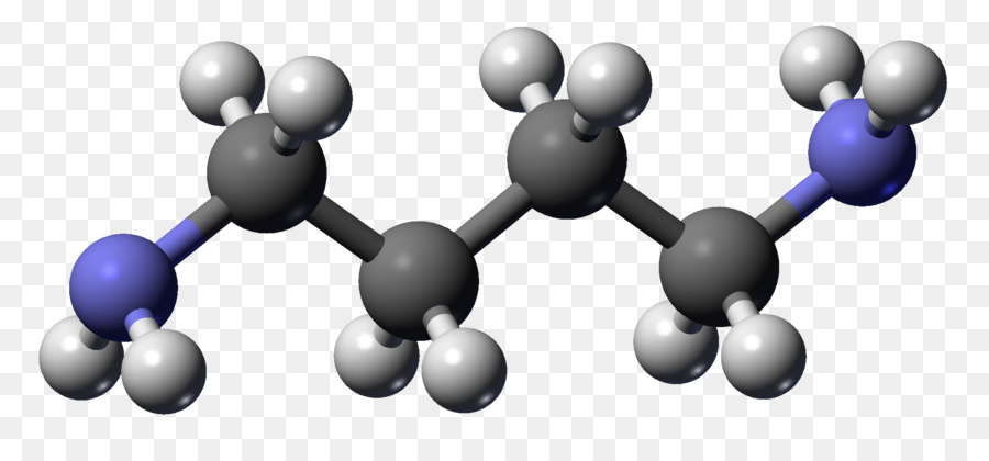 La putrescina Cadaverina Molecola di Poliammine composto Chimico - altri