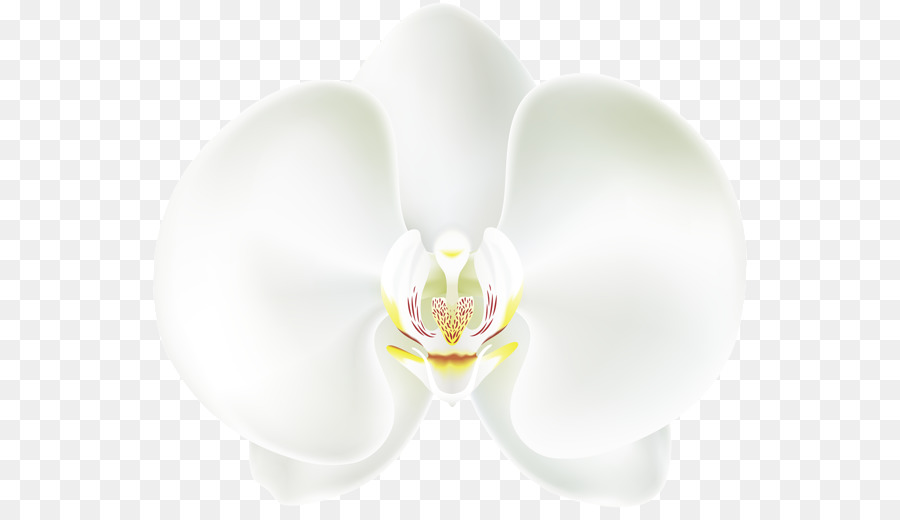 Schokolade-Keks-clipart - weiße Orchidee