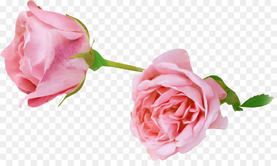 Giardino di rose, Fiore, Fotografia, Animazione - fiore