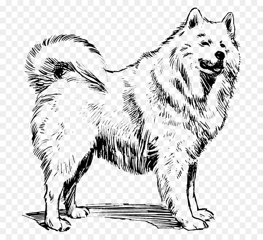 Samojeden-Hund-Alaskan Malamute-Akita-Hund Rasse-clipart - Hunde clipart