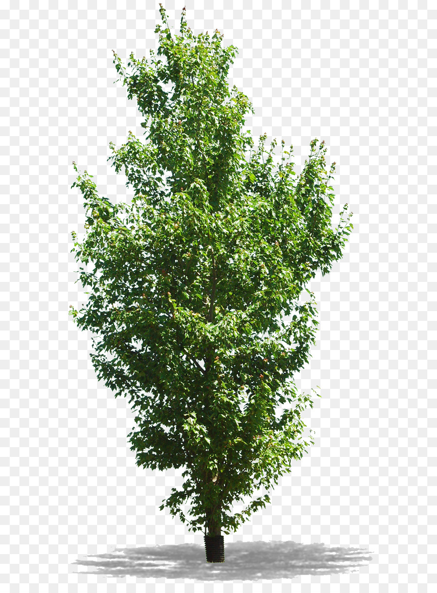 Oak Tree Leaf