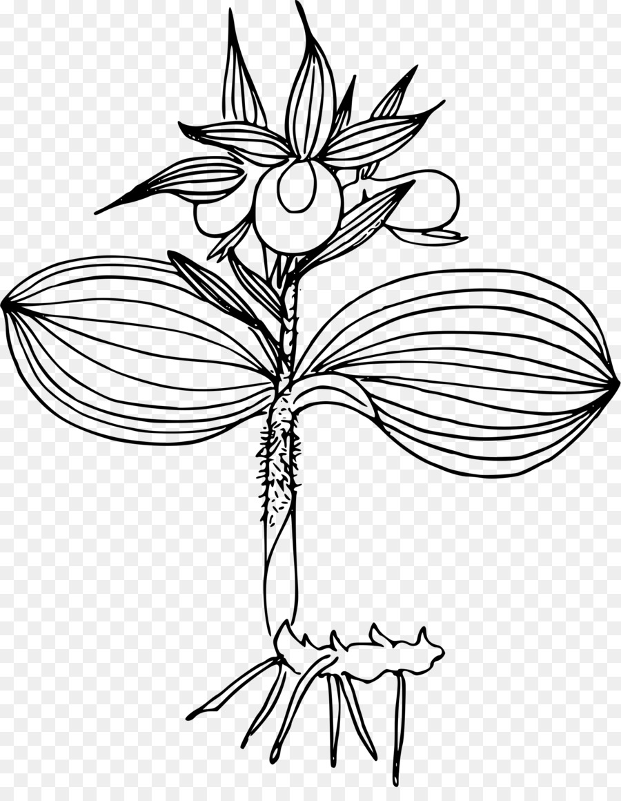 Cypripedium reginae Line art, Clip art - orchidea vettoriale