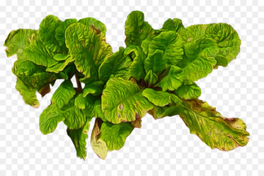 Blatt-Gemüse-Grünkohl - blumenblatt