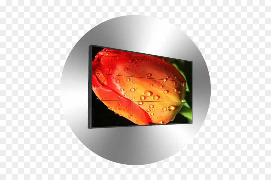 Blume, Tulpe, Tropfen-Fotografie Blütenblatt - Videowand