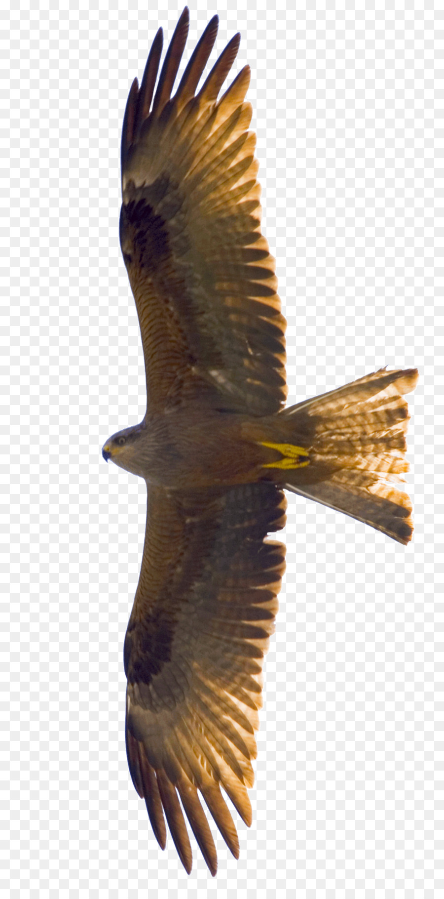 A Volo D'Uccello Aquila Kite - Aquiloni