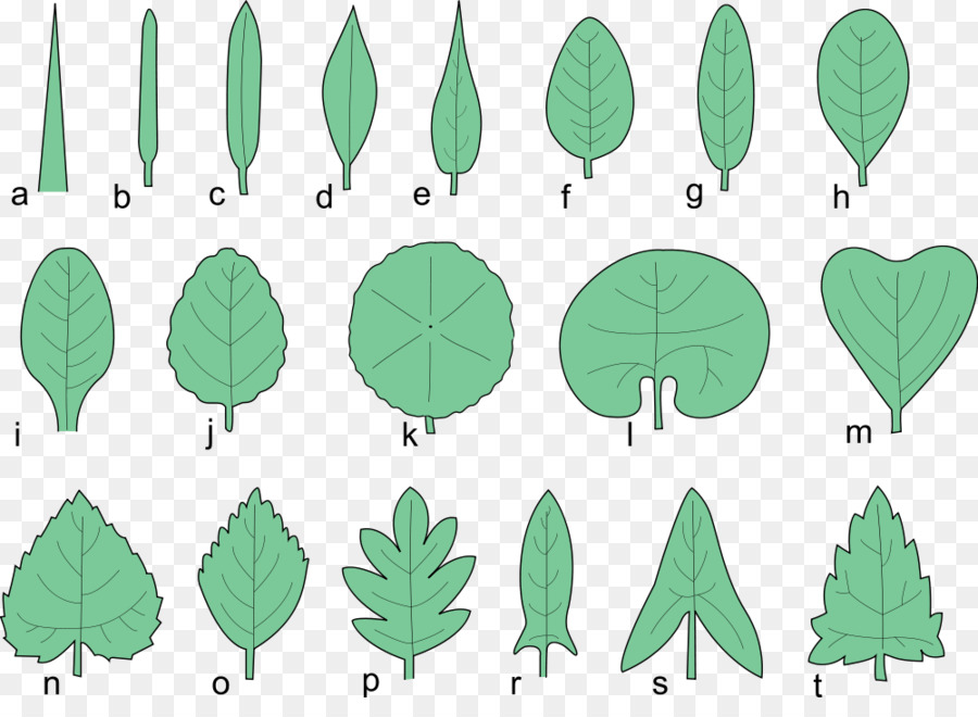 Glossario della morfologia della foglia di Albero di acero Giapponese Pinnation - rosetta di foglie