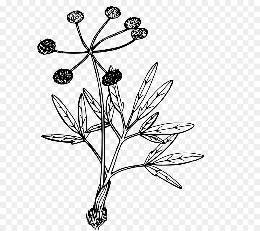 Impianto di Disegno Lomatium cous libro da Colorare - natura png