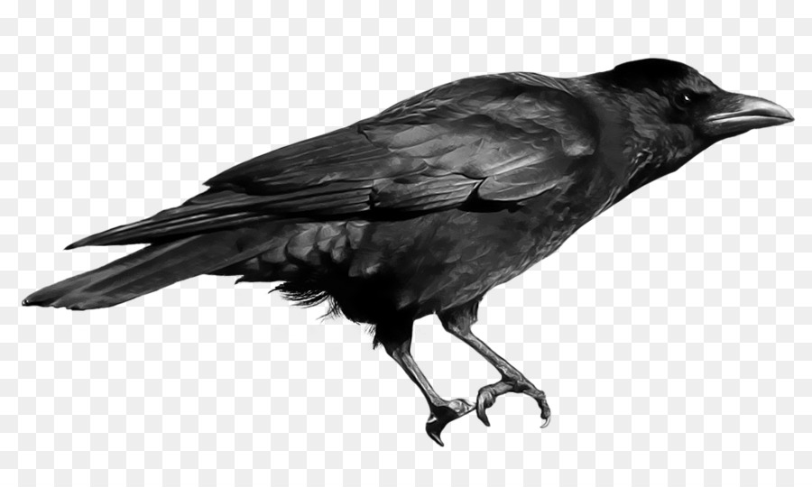 Krähe Clip art - Raven