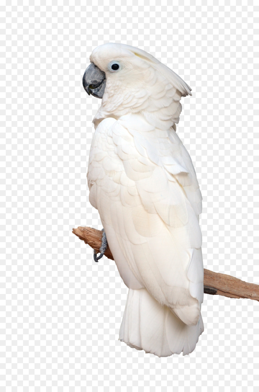 Phát hiện ra loài vẹt mào có khả năng chế tác và sử dụng một bộ